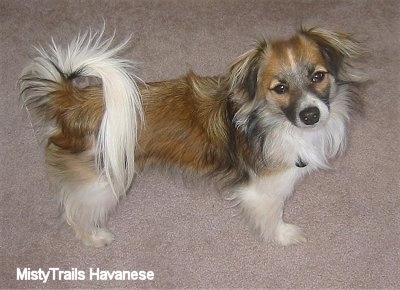 A brown and white with black short-haired Havanese is standing on a tan carpet looking up with its head tilted to the left