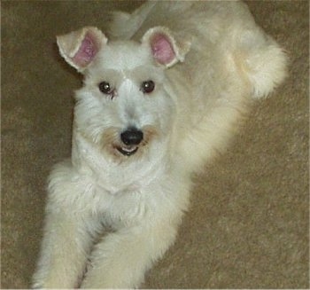 A blonde Sheltidoodle is laying across a carpet. It is looking up, its head is slightly tilted to the left, its mouth is slightly open and it looks like it is smiling. It is shaved to look like a Schnauzer dog.