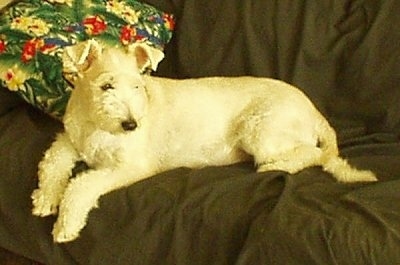 A blonde Sheltidoodle is laying across a couch, it is looking down and to the right. Its coat is shaved short with longer hair on its muzzle.