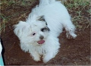 A fluffy white with grey ShiChi puppy is laying in dirt, its mouth is open, its tongue is out, it is looking up and to the right.