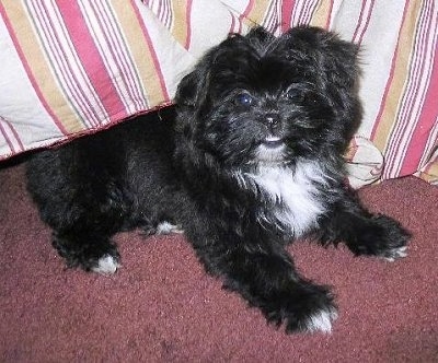 shih tzu and pomeranian mix puppies for sale