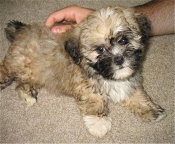 The right side of a fluffy little tan with white and black Shih-poo puppy is laying on a carpet, it is looking up and its head is tilted to the left. There is a person touching the back of the puppy.