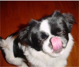 Close up - A top down view of a black and white Shinese that is sitting across a hardwood floor, it is looking up, its eyes are closed and it is licking its nose.