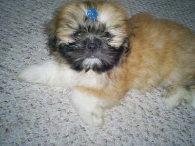 A soft, thick coated, brown with white and black Shinese puppy is laying across a carpeted floor, it has a blue barrette in its hair.