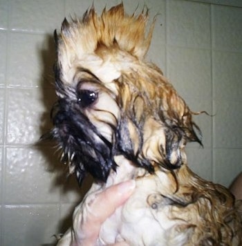 Close up - The left side of a wet Shinese puppy, its hair is shaped so it looks like a cool Mohawk.