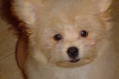 Close up - A puffy tan Shiranian puppy is sitting on a tiled floor, it is looking up and its ears are up. It has a black nose, black lips and black round eyes.