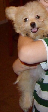 Close up - A fluffy tan Shiranian puppy is being held against the body of a person in a green and white striped shirt. The dog is looking forward, its mouth is open and it looks like it is smiling. It looks like a little teddy bear.
