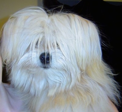 Close up head and upper body shot - A long-haired tan with white Shiranian puppy is being held in a persons arms and looking forward.