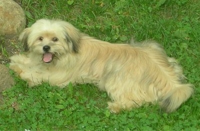 A long-haired tan Pom / Shih Tzu mix is laying out in grass and there are stoens in front of it. Its mouth is open and it looks like it is smiling.