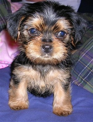 Close up front view - A furry little black and tan Shorkie Tzu puppy is sitting on a blue pillow and it is looking forward.