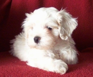 A small white Silky Cocker puppy is laying on a red blanket that is on top of a couch and it is looking to the left.
