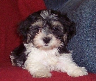 A little black and white Silky Cocker puppy is laying on a red blanket next to the arm of a blue couch.