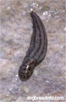 Leopard slug moving down a wet surface