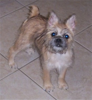 A tan with white and black Sniffon puppy is standing across a tiled floor, its head is lifted up and it is looking forward. It has perk ears and a docked tail.