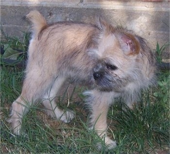 The right side of a soft looking, small tan with white and black Sniffon puppy is standing in grass and it is looking to the left.