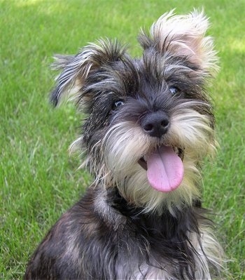 Close up - A furry little black and tan Snorkie puppy is sitting across grass, it is looking forward, its head is slightly tilted to the left, its mouth is open and its tongue is sticking out.