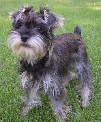 Close up - A soft looking black and tan Snorkie puppy is standing across grass and it is looking to the left.