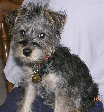 Close up front side view - A furry little black with tan Snorkie dog sitting in a person's lap and it is looking forward.