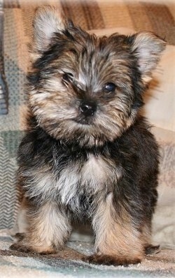 Close up - A fluffy little black with tan Snorkie puppy is standing on a couch it is looking forward and its head is slightly tilted to the right. It has perk ears.