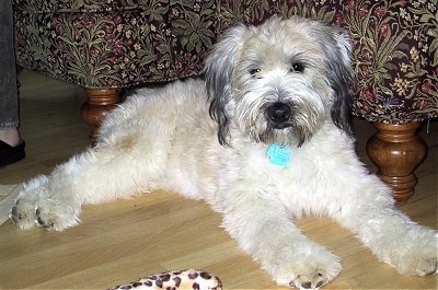 The right side of a tan with black Soft Coated Wheaten Terrier is laying across a hardwood floor and behind it is a couch. It has thick hair on its head and darker hair on its ears.