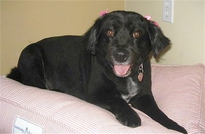 Close up front side view - A black with white Spanador has two pink ribbons, one above each ear. Its mouth is open, it looks like it is smiling and it is laying on a red and white striped pillow. It has wide brown eyes.