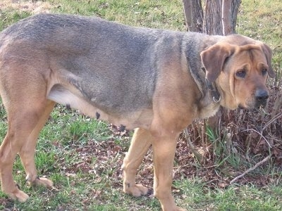 Spanish Mastiff Dog Breed Information and Pictures