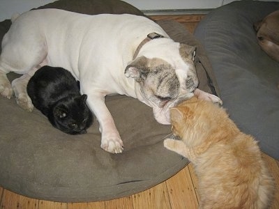 Spike the Bulldog is laying down on a beidge dog bed nose to nose with an orange cat. There is a second black cat next to him on the bed.