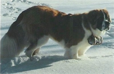 The right side of a brown with white and black Saint Bernard that is standing in snow and it is looking to the right. It has a barrel around its neck.