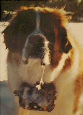 Close up front view head shot - A brown with white and black Saint Bernard is sitting in snow, it is drooling and the drool is frozen. It is wearing a barrel around its neck.