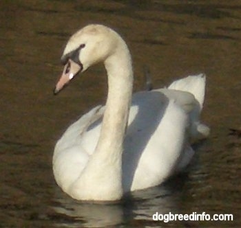 Close Up - Swan swimming in water