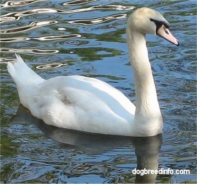 A white swan swimming in water