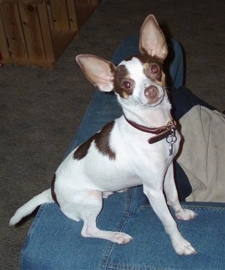 fox terrier mixed with chihuahua