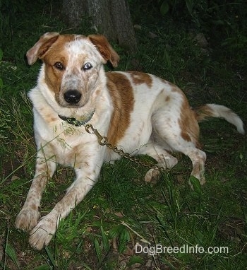 Front side view - A red and white Texas Heeler is laying across a grass surface at night looking forward. The dog has a black nose and one blue eye and one brown eye.