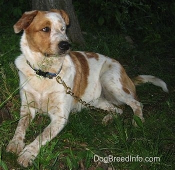 The front left side of a tan and white Texas Heeler that is laying in grass and it is looking to the right.