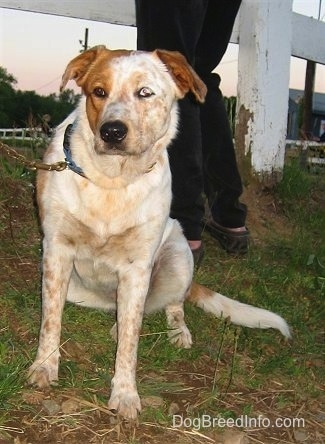 Front view - A tan and white Texas Heeler is sitting in grass, it is looking forward and its head is leaning towards the right and there is a person standing behind it.