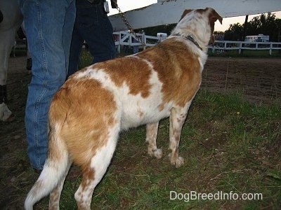 The back right side of a tan and white Texas Heeler that is standing on a small hill and looking under a white wooden fence into a horse rodeo ring. There are two people to the left of it.