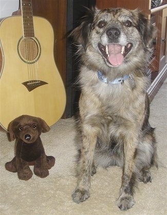 A furry black, gray and brown Texas Heeler dog sitting on a carpet next to it is a brown plush toy and behind that is a acoustic guitar.