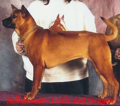 Left Profile - A short coated, brown with black Thai Ridgeback dog standing on a table in a show stack pose and there is a person in a horse sweatshirt standing behind it. The words - Bellehound's Little Red Dragon - is overlayed at the bottom middle of the image. The dog has a line down its back where the hair is darker going in the other direction from the rest. It has small perk ears.