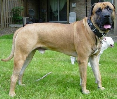 The right side of a large tan with white and black Tosa dog standing across a grass surface, it is looking forward, its mouth is open and its tongue is sticking out. There is a stick under the dog and behind it is another dog. The dog's forehead has wrinkles on it.