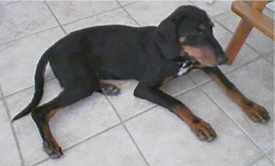 The right side of a black with tan Transylvania Hound puppy is laying across a tiled floor and it is looking to the right.