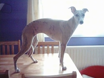 The right side of a brown brindle Whippet dog that is standing on a table and it is looking forward. It has a high arch and ears that stick out to the sides and fold over.