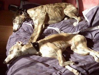 Two brindle Whippets are sleeping next to each other on their left sides on top of a blanket.