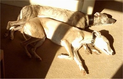 Two brindle Whippets are sleeping on there right sides next to each other.
