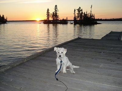 A white Wauzer puppy is sitting on a wooden dock and it is looking forward with a sunset over the water in the background.