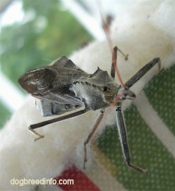 top of a Wheel Bug