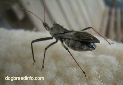 Wheel Bug on exposed cotton