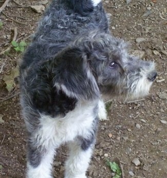 The right side of a black with white wavy coated Whoodle puppy that is standing outside in dirt and it is looking to the right.