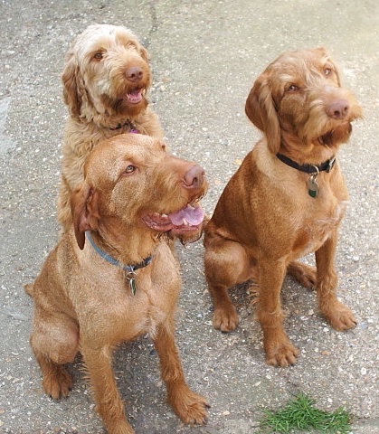 long haired vizsla dog