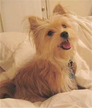 The right side of a happy looking tan Yoranian puppy that is sitting on a bed. It is looking up, its mouth is open and its tongue is sticking out. It has a black nose and dark round eyes.