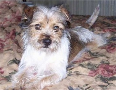 yorkshire terrier cross jack russell for sale